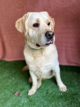 STARSKY, Hund, Labrador-Mix in Wunstorf - Bild 12