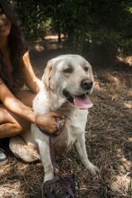 STARSKY, Hund, Labrador-Mix in Wunstorf - Bild 14