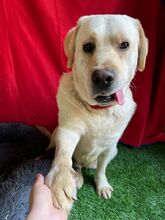 STARSKY, Hund, Labrador-Mix in Wunstorf - Bild 3