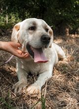 STARSKY, Hund, Labrador-Mix in Wunstorf - Bild 4