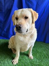 STARSKY, Hund, Labrador-Mix in Wunstorf - Bild 9