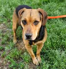 FRIDA, Hund, Mischlingshund in Ungarn - Bild 1