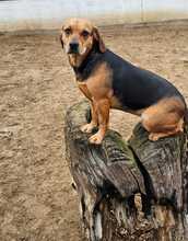 FRIDA, Hund, Mischlingshund in Ungarn - Bild 9