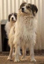 LUCY, Hund, Mischlingshund in Rumänien - Bild 10