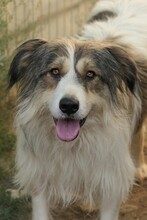 LUCY, Hund, Mischlingshund in Rumänien - Bild 11