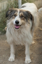 LUCY, Hund, Mischlingshund in Rumänien - Bild 2