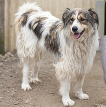 LUCY, Hund, Mischlingshund in Rumänien - Bild 3