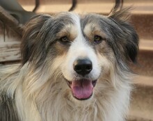 LUCY, Hund, Mischlingshund in Rumänien - Bild 6