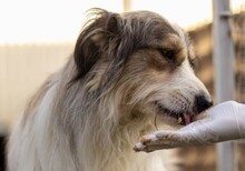 LUCY, Hund, Mischlingshund in Rumänien - Bild 7