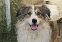 LUCY, Hund, Mischlingshund in Rumänien - Bild 8