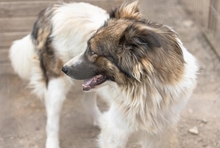 MOGLI, Hund, Mischlingshund in Rumänien - Bild 5