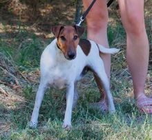 ORBIT, Hund, Foxterrier-Mix in Hildesheim - Bild 1