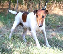 ORBIT, Hund, Foxterrier-Mix in Hildesheim - Bild 14