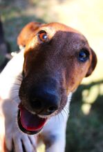 ORBIT, Hund, Foxterrier-Mix in Hildesheim - Bild 15