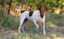 ORBIT, Hund, Foxterrier-Mix in Hildesheim - Bild 2