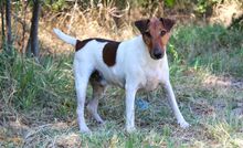 ORBIT, Hund, Foxterrier-Mix in Hildesheim - Bild 3