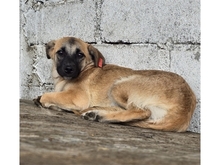 JAMARA, Hund, Mischlingshund in Rumänien - Bild 2