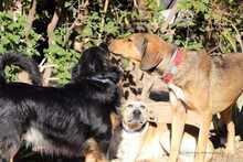 LARA, Hund, Jagdhund-Mix in Griechenland - Bild 13