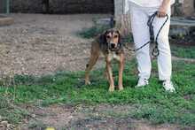 LARA, Hund, Jagdhund-Mix in Griechenland - Bild 2