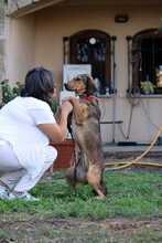 LARA, Hund, Jagdhund-Mix in Griechenland - Bild 4