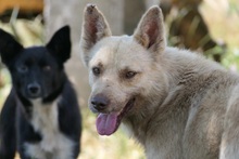 THIAGO, Hund, Mischlingshund in Rumänien - Bild 1