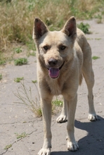 THIAGO, Hund, Mischlingshund in Rumänien - Bild 3