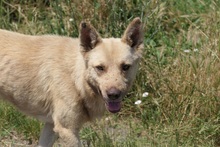 THIAGO, Hund, Mischlingshund in Rumänien - Bild 4