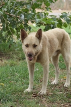 THIAGO, Hund, Mischlingshund in Rumänien - Bild 5