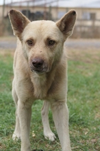 THIAGO, Hund, Mischlingshund in Rumänien - Bild 6