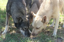 THIAGO, Hund, Mischlingshund in Rumänien - Bild 7