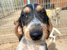 NOVO, Hund, Spinone Italiano in Italien - Bild 1