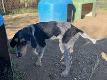 NOVO, Hund, Spinone Italiano in Italien - Bild 10