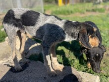 NOVO, Hund, Spinone Italiano in Italien - Bild 11