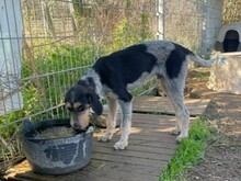 NOVO, Hund, Spinone Italiano in Italien - Bild 12