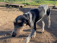 NOVO, Hund, Spinone Italiano in Italien - Bild 13