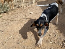 NOVO, Hund, Spinone Italiano in Italien - Bild 2