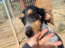 NOVO, Hund, Spinone Italiano in Italien - Bild 3