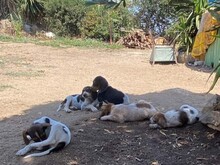 NOVO, Hund, Spinone Italiano in Italien - Bild 4