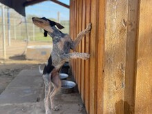 NOVO, Hund, Spinone Italiano in Italien - Bild 6