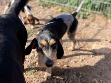 NOVO, Hund, Spinone Italiano in Italien - Bild 8