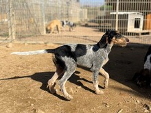 NOVO, Hund, Spinone Italiano in Italien - Bild 9