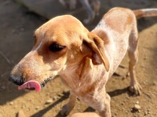 NINO, Hund, Spinone Italiano in Italien - Bild 10