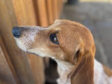 NINO, Hund, Spinone Italiano in Italien - Bild 11