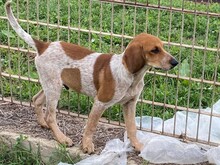 NINO, Hund, Spinone Italiano in Italien - Bild 2