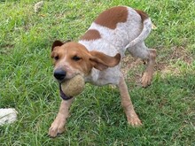 NINO, Hund, Spinone Italiano in Italien - Bild 3