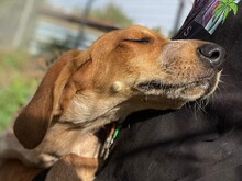 NINO, Hund, Spinone Italiano in Italien - Bild 6