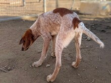 NINO, Hund, Spinone Italiano in Italien - Bild 7