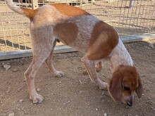 NINO, Hund, Spinone Italiano in Italien - Bild 8