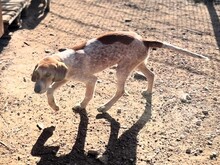 NINO, Hund, Spinone Italiano in Italien - Bild 9