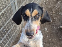 NOVELLO, Hund, Spinone Italiano in Italien - Bild 11